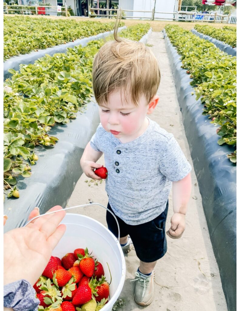 Toddler Picking strawberries 