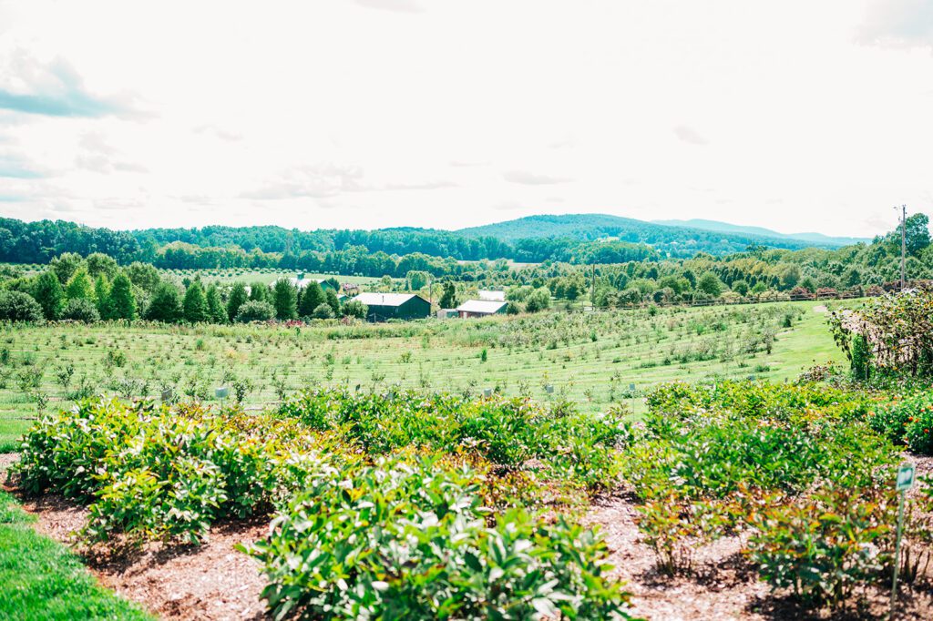 Orchard Vineyard Wedding Venue