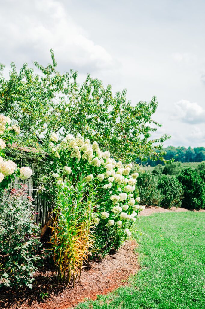 Hydrangeas in Orchard