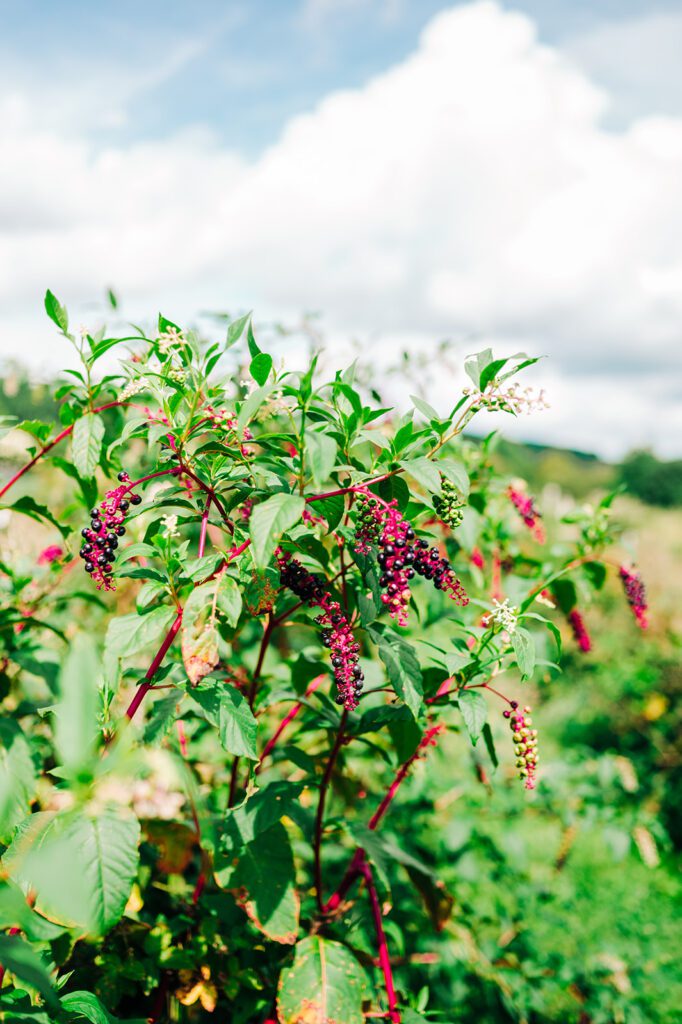 Flowers in Orchard Vineyard