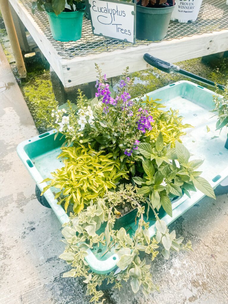 Plants in cart at plant nursery