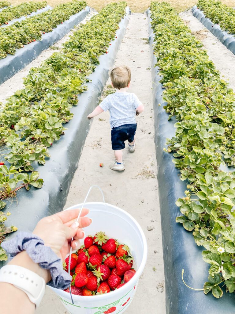 Toddler running in strawberry field