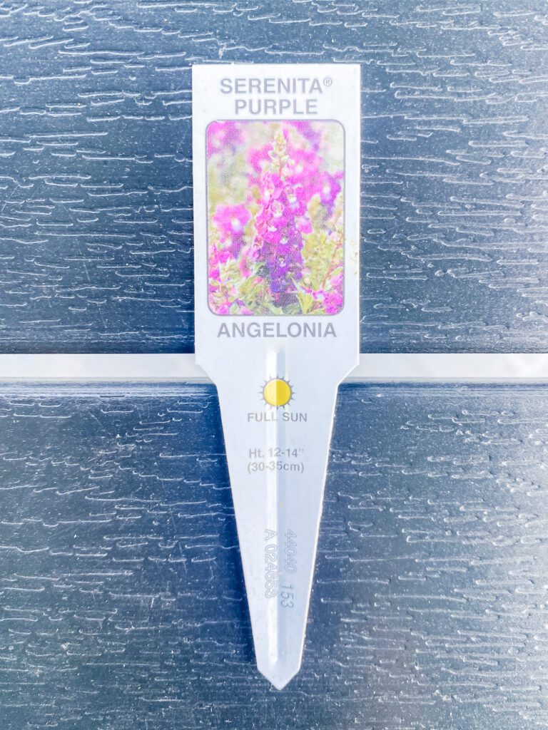 Serenita Purple Angelonia Plant